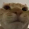 moggi