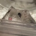 piileksiva piileksiva