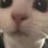DogStare