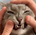 rawrImsoScaryrawrrarwrawr