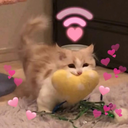 cb_cute_cat Discord emoji