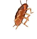 dancebug