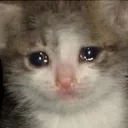 sadcat