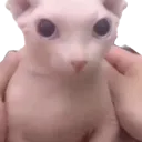 bingus