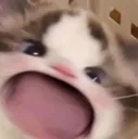 catwow