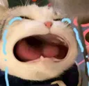 catcrying