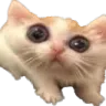 hCatrungo Discord Emoji