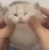 squishygatito