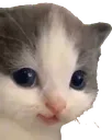 cathehe