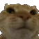 cat_no