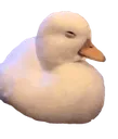 susduck
