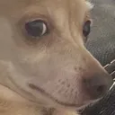 dogwhat