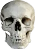 SkullRealistic