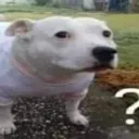 whatdog