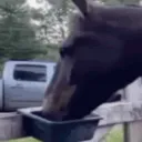 horsealert