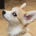 corgistare
