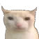 :bruhh_catt: