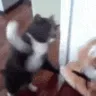 CatAttack