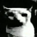 catDespair