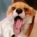 zorro