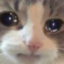 cat_sad