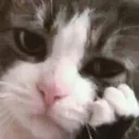 cat_boring