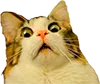 cat_what cat_what