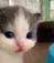 cat_who