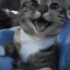 catsmile catsmile