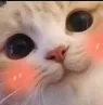 cat_cute