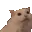 NOOOCAT