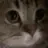 meow