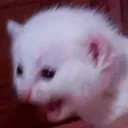 cat_scream cat_scream
