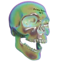 Skull