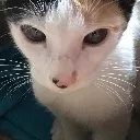Catseinberg Catseinberg