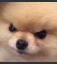 angry_dog Discord emoji