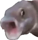 fishpog