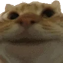 catnod catnod