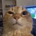 pusy pusy
