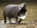 Sharkopotamus