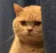 nani_cat