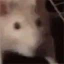 ratJam