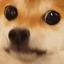 bruhDog bruhDog