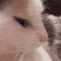 bop bop