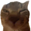 ping_this_cat
