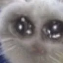 saddercat saddercat
