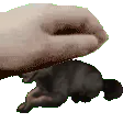 PETTHEOTTO