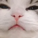 z_catsquint