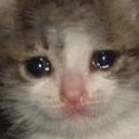 sadcat