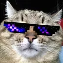 coolnotwidecat